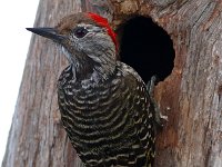 speg beste  Karedinaal Speg - Cardinal Woodpecker : frieda